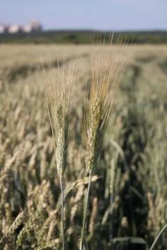 Wheat Stock Photos