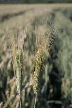 Wheat Stock Photos