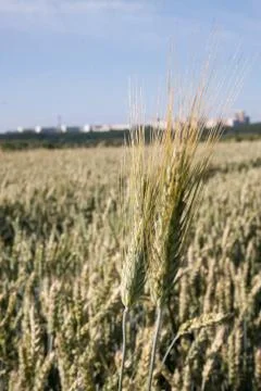Wheat Stock Photos