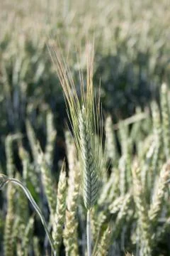 Wheat Stock Photos