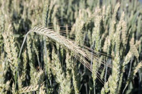 Wheat Stock Photos