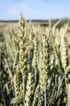 Wheat Stock Photos