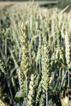 Wheat Stock Photos