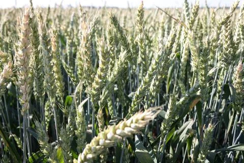 Wheat Stock Photos
