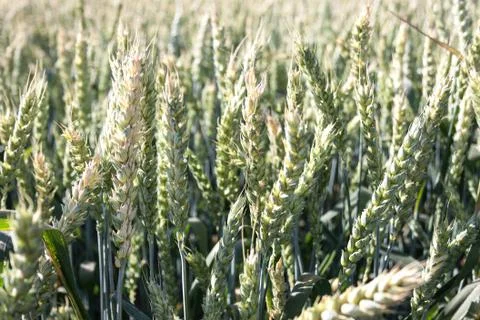 Wheat Stock Photos
