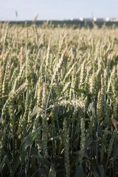Wheat Stock Photos
