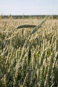Wheat Stock Photos
