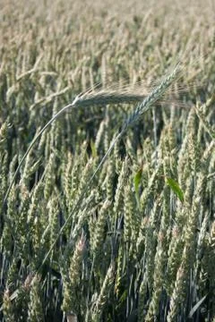 Wheat Stock Photos