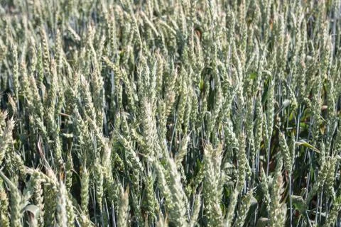 Wheat Stock Photos