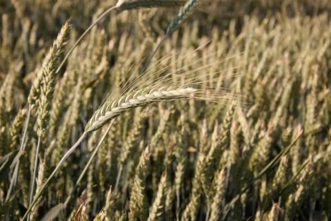 Wheat Stock Photos