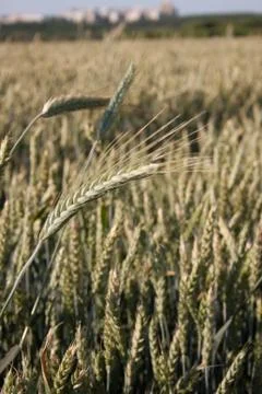 Wheat Stock Photos