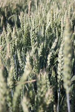 Wheat Stock Photos