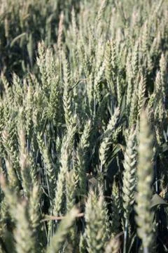 Wheat Stock Photos