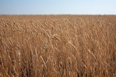 Wheat Stock Photos