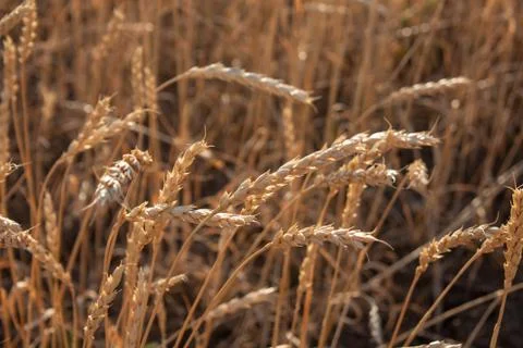Wheat Stock Photos