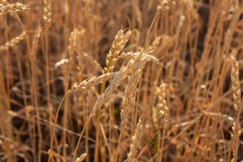 Wheat Stock Photos