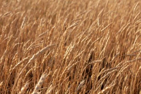 Wheat Stock Photos