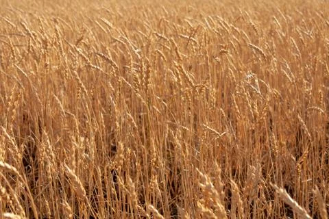 Wheat Stock Photos