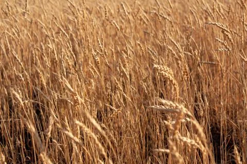 Wheat Stock Photos