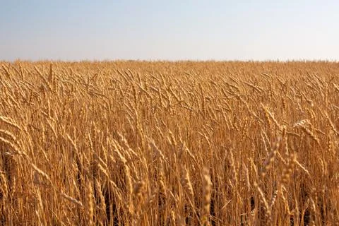 Wheat Stock Photos