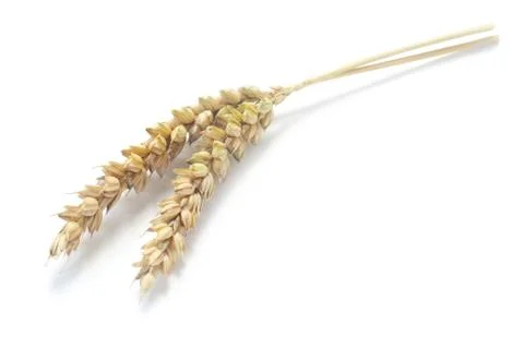 Wheat Stock Photos
