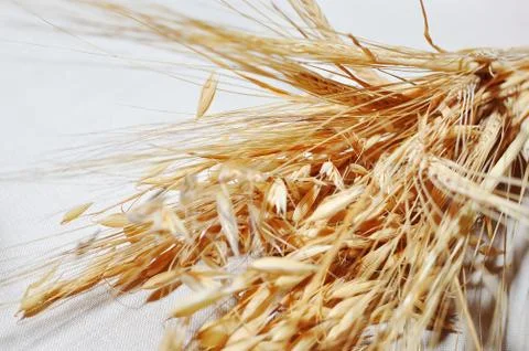 Wheat Stock Photos