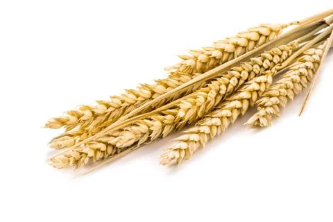 The wheat Stock Photos