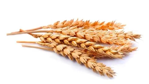 Wheat Stock Photos
