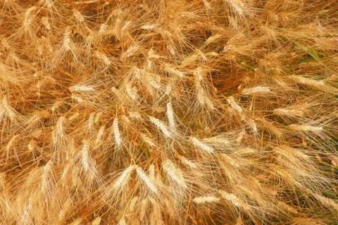 Wheat Stock Photos