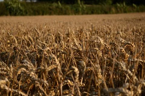 Wheat Stock Photos