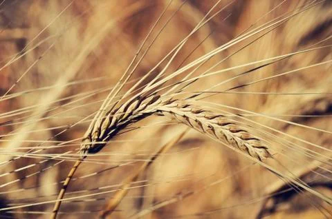Wheat 스톡 사진