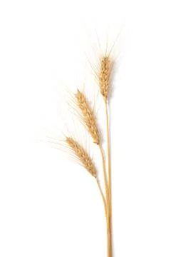 Wheat Stock Photos