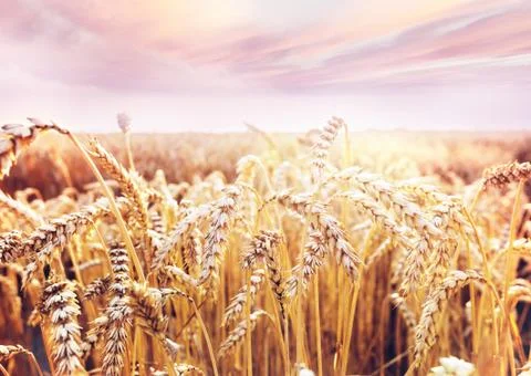 Wheat Stock Photos