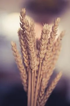 Wheat Stock Photos