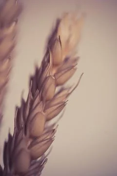 Wheat Stock Photos