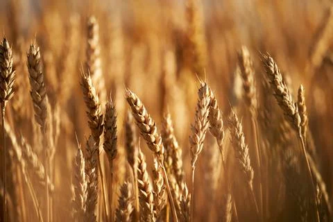 Wheat Stock Photos