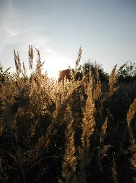 Wheat Stock Photos