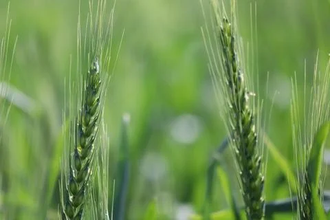 Wheat 写真素材