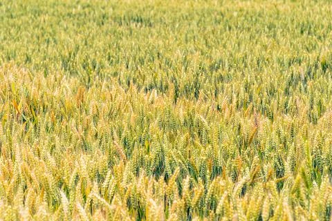 Wheat Stock Photos