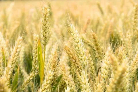 Wheat Stock Photos