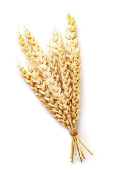Wheat Stock Photos