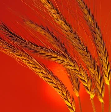 Wheat Stock Photos