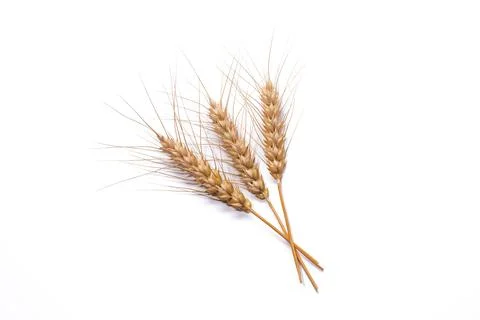 Wheat Stock Photos