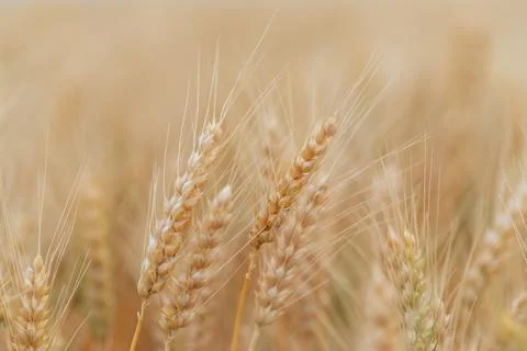 Wheat Stock Photos