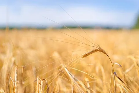 Wheat. Stock Photos