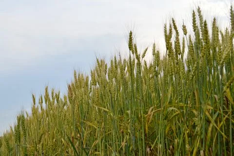 Wheat Stock Photos