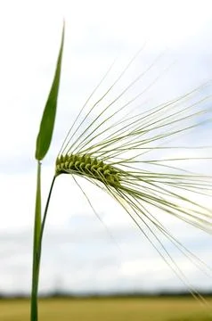 Wheat Foto stock