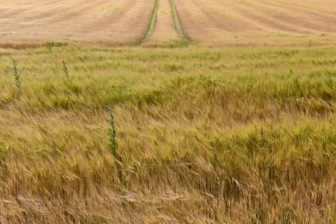 Wheat Foto stock