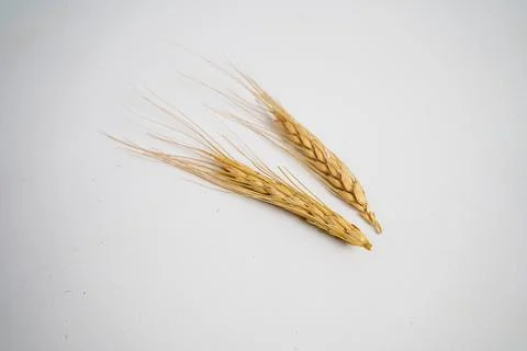 Wheat Stock Photos