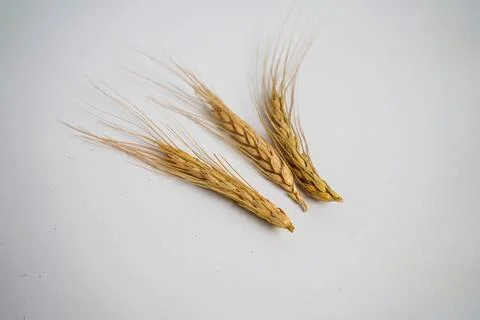 Wheat Stock Photos